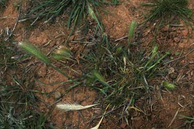 APII jpeg image of Hordeum glaucum  © contact APII