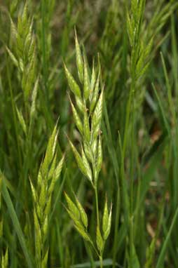 APII jpeg image of Bromus catharticus  © contact APII