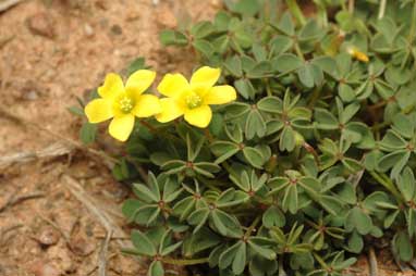 APII jpeg image of Oxalis perennans  © contact APII