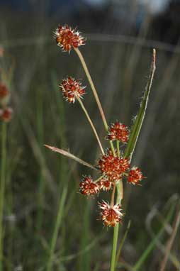 APII jpeg image of Luzula densiflora  © contact APII