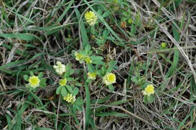 APII jpeg image of Trifolium campestre  © contact APII