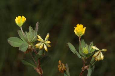 APII jpeg image of Trifolium dubium  © contact APII