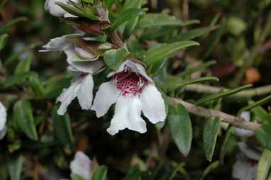 APII jpeg image of Prostanthera hindii  © contact APII