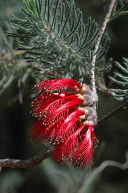 APII jpeg image of Calothamnus quadrifidus  © contact APII