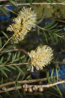 APII jpeg image of Melaleuca leiocarpa  © contact APII