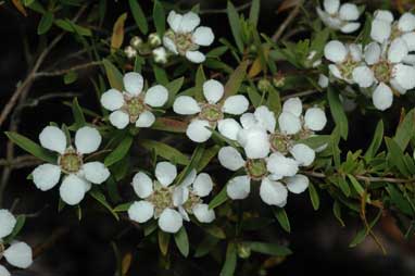 APII jpeg image of Leptospermum brevipes  © contact APII