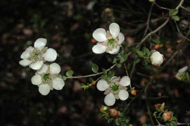 APII jpeg image of Leptospermum rotundifolium 'Jervis Bay form'  © contact APII