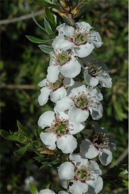 APII jpeg image of Leptospermum lanigerum  © contact APII