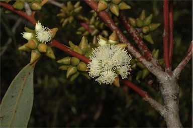 APII jpeg image of Eucalyptus decipiens subsp. chalara  © contact APII