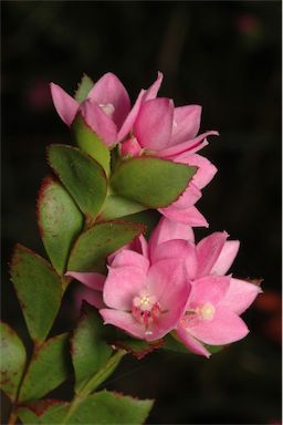 APII jpeg image of Boronia serrulata  © contact APII