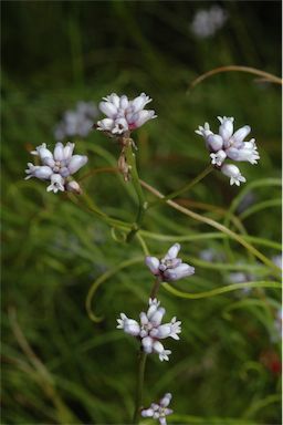 APII jpeg image of Conospermum tenuifolium  © contact APII