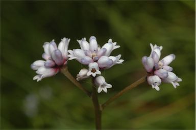 APII jpeg image of Conospermum tenuifolium  © contact APII