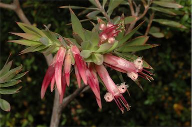 APII jpeg image of Styphelia triflora  © contact APII