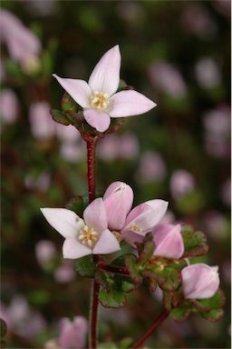 APII jpeg image of Boronia algida  © contact APII