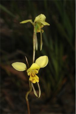 APII jpeg image of Diuris nigromontana  © contact APII