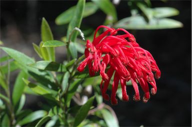 APII jpeg image of Grevillea 'LadyO'  © contact APII