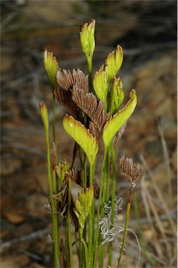 APII jpeg image of Schizaea bifida  © contact APII