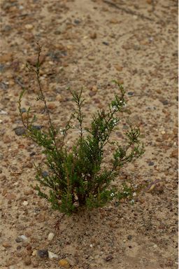 APII jpeg image of Leucopogon microphyllus var. microphyllus  © contact APII