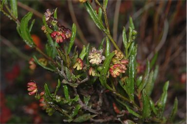 APII jpeg image of Dodonaea camfieldii  © contact APII