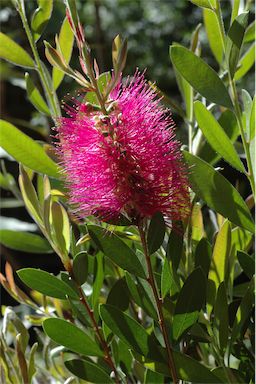 APII jpeg image of Callistemon 'Hot Pink'  © contact APII