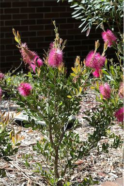 APII jpeg image of Callistemon 'Hot Pink'  © contact APII