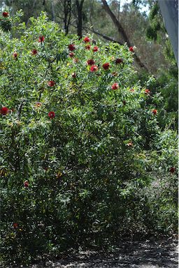 APII jpeg image of Callistemon acuminatus  © contact APII