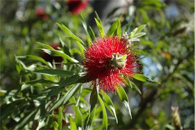 APII jpeg image of Callistemon acuminatus  © contact APII