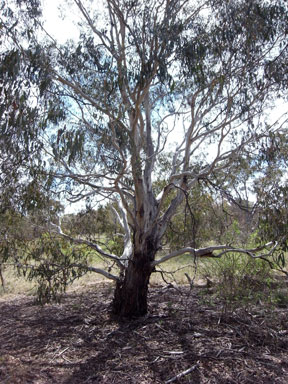 APII jpeg image of Eucalyptus rubida subsp. rubida  © contact APII