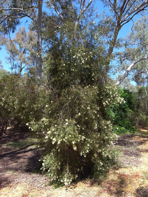 APII jpeg image of Melaleuca groveana  © contact APII