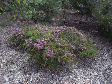 APII jpeg image of Leptospermum 'Pageant'  © contact APII