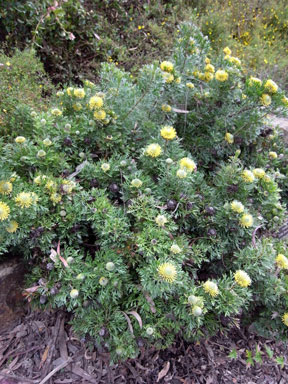 APII jpeg image of Isopogon anemonifolius 'Little Drumsticks'  © contact APII