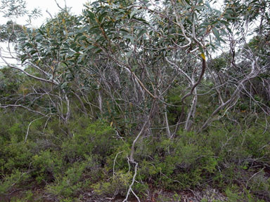 APII jpeg image of Eucalyptus langleyi  © contact APII