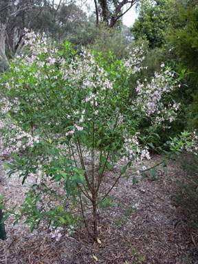 APII jpeg image of Prostanthera lasianthos 'Kallista Pink'  © contact APII