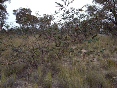 APII jpeg image of Eucalyptus pulverulenta  © contact APII