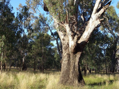 APII jpeg image of Eucalyptus camaldulensis  © contact APII