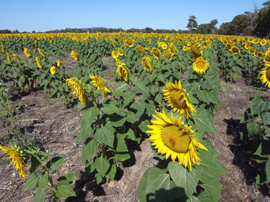 APII jpeg image of Helianthus annuus  © contact APII