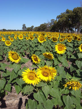 APII jpeg image of Helianthus annuus  © contact APII