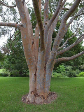 APII jpeg image of Angophora costata  © contact APII