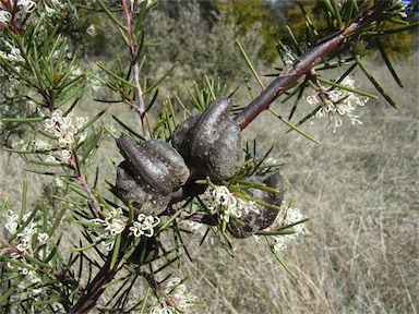 APII jpeg image of Hakea decurrens subsp. decurrens  © contact APII