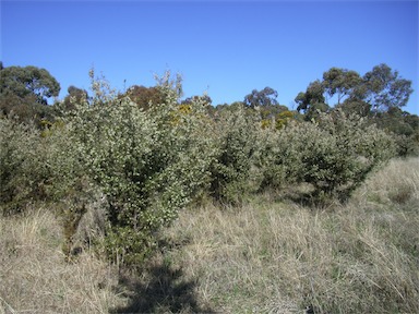 APII jpeg image of Hakea decurrens subsp. decurrens  © contact APII