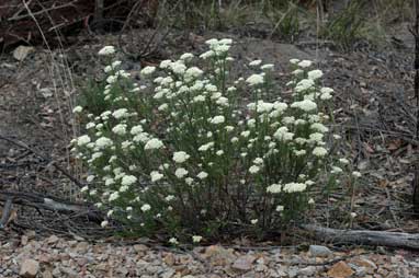 APII jpeg image of Ozothamnus diosmifolius  © contact APII