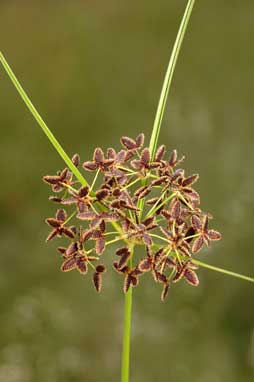 APII jpeg image of Cyperus concinnus  © contact APII