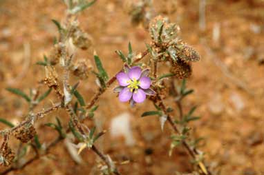 APII jpeg image of Spergularia rubra  © contact APII