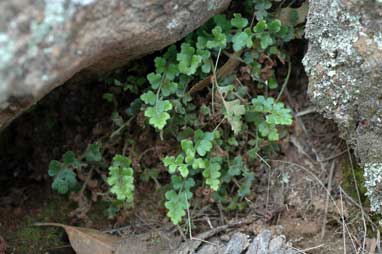 APII jpeg image of Pleurosorus rutifolius  © contact APII