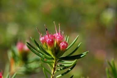 APII jpeg image of Homoranthus montanus  © contact APII