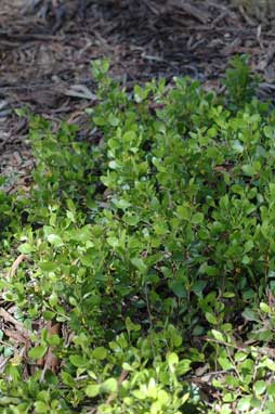 APII jpeg image of Persoonia marginata  © contact APII