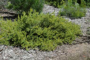 APII jpeg image of Persoonia marginata  © contact APII