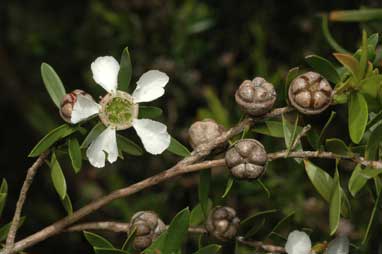 APII jpeg image of Leptospermum sejunctum  © contact APII