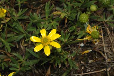 APII jpeg image of Ranunculus papulentus  © contact APII