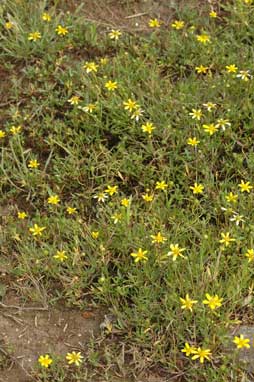 APII jpeg image of Ranunculus papulentus  © contact APII